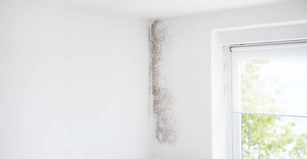 Professional Mold Removal in Waterville, MN